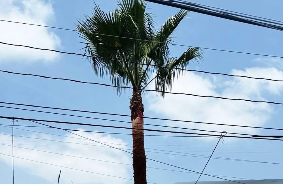 Menos del 1% de los negocios en la ciudad de Querétaro cuentan con licencia ambiental