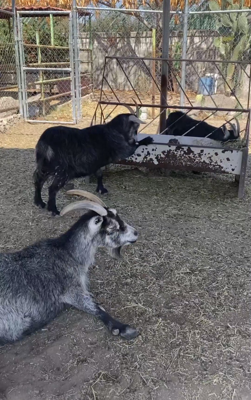 Felifer pide análisis ambiental a Semarnat por estación del tren en Los Alcanfores