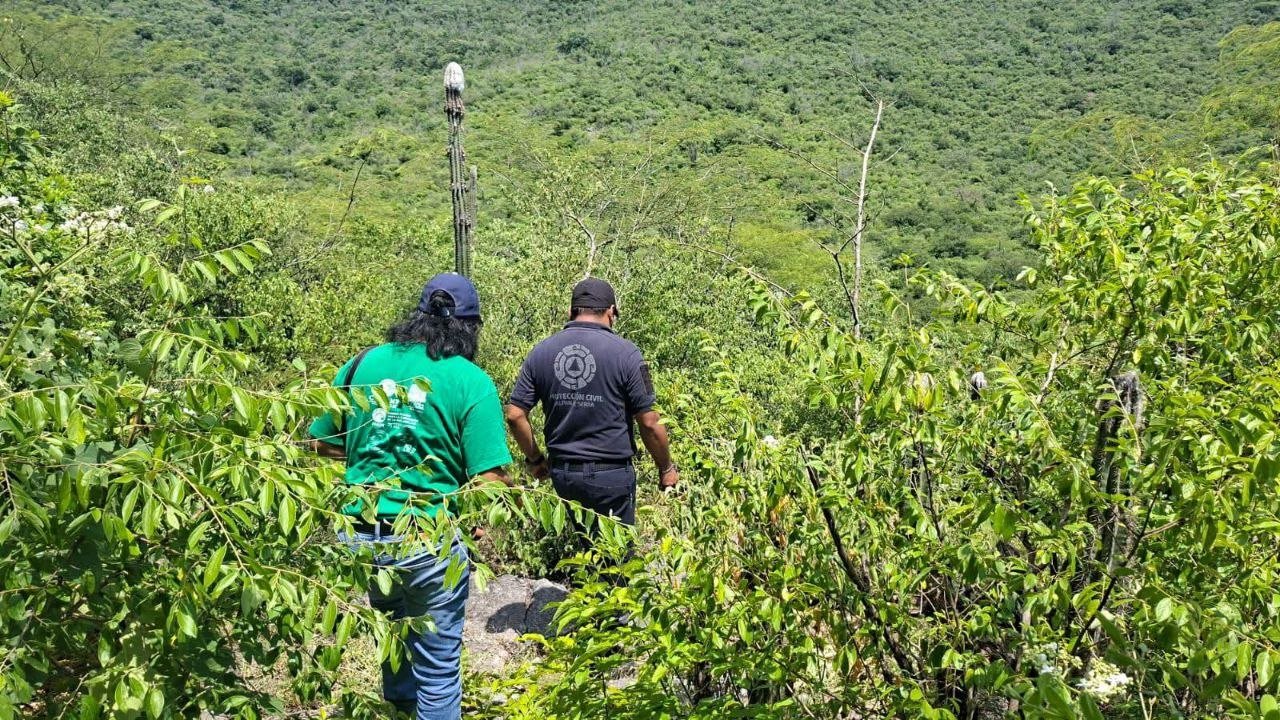 ¿Hay un puma en Jalpan? Autoridades mantienen vigilancia tras el presunto avistamiento