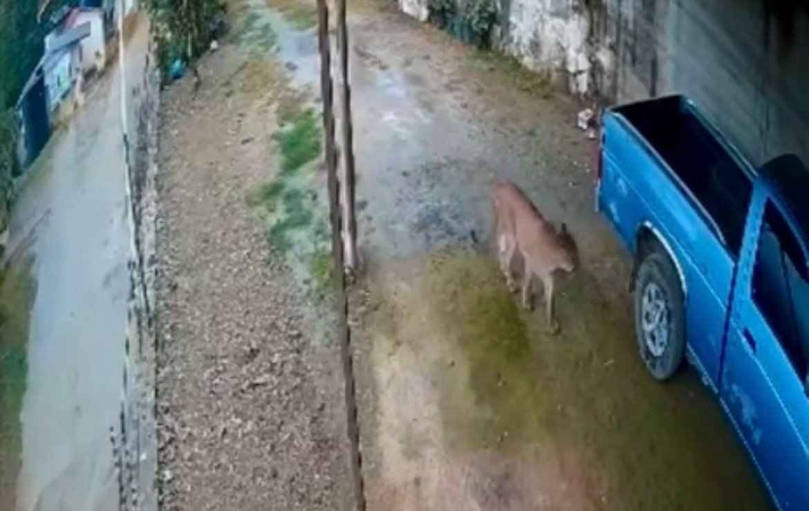 ¡Alerta en Landa de Matamoros! Reportan avistamiento de un puma en Puerto Hondo