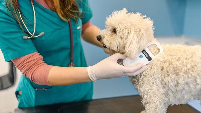 Microchip gratuito permite el regreso a casa de la primera mascota extraviada en Querétaro