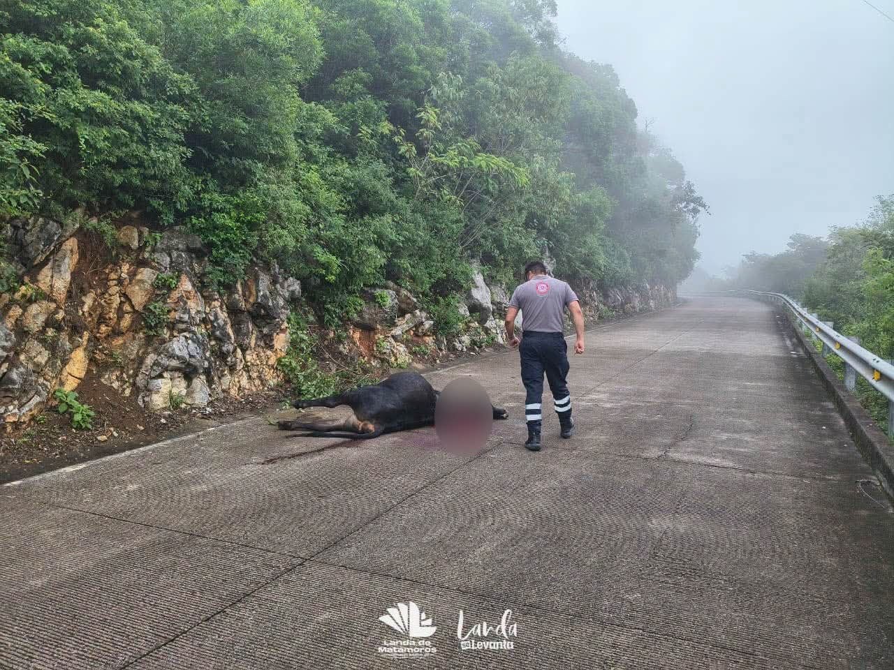 Tras reportes de un puma, investigan la muerte de ganado en la Sierra Gorda