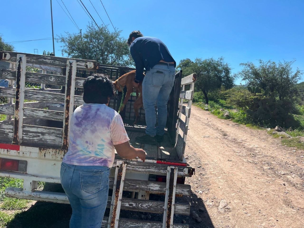 Salvan a perrita en malas condiciones tras denuncia ciudadana en San Juan del Río