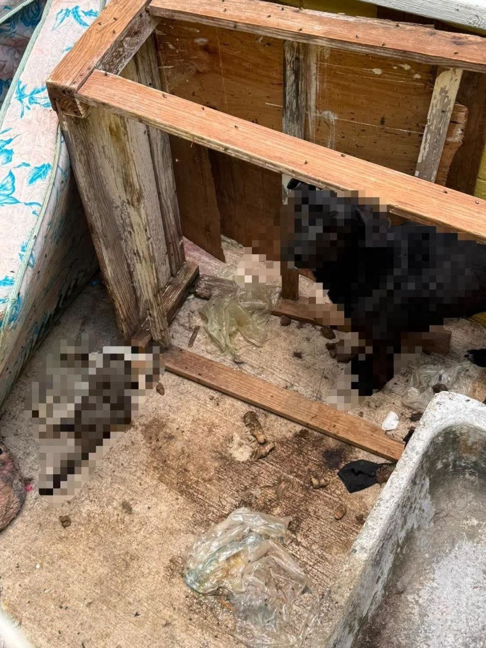 Denuncia por malos olores destapa caso de maltrato animal en El Marqués; un lomito fue rescatado