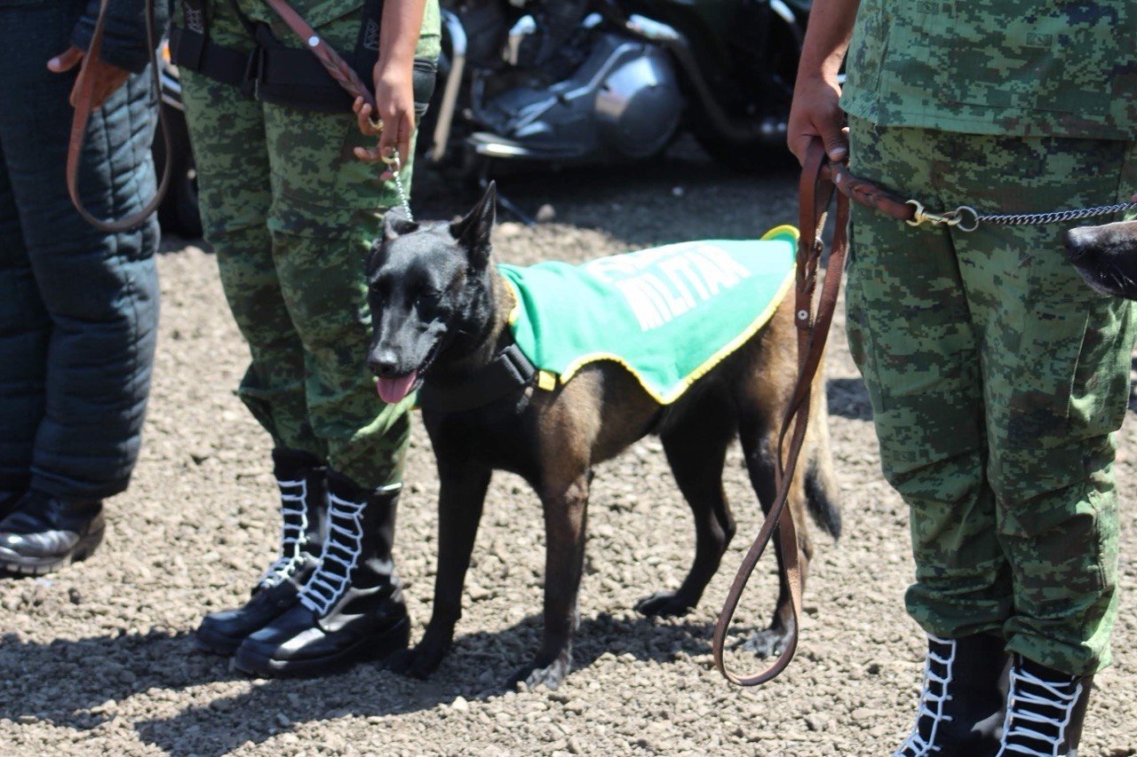 Perros de la Guardia Nacional frustran el traslado de marihuana, metanfetamina y fentanilo en el AIQ