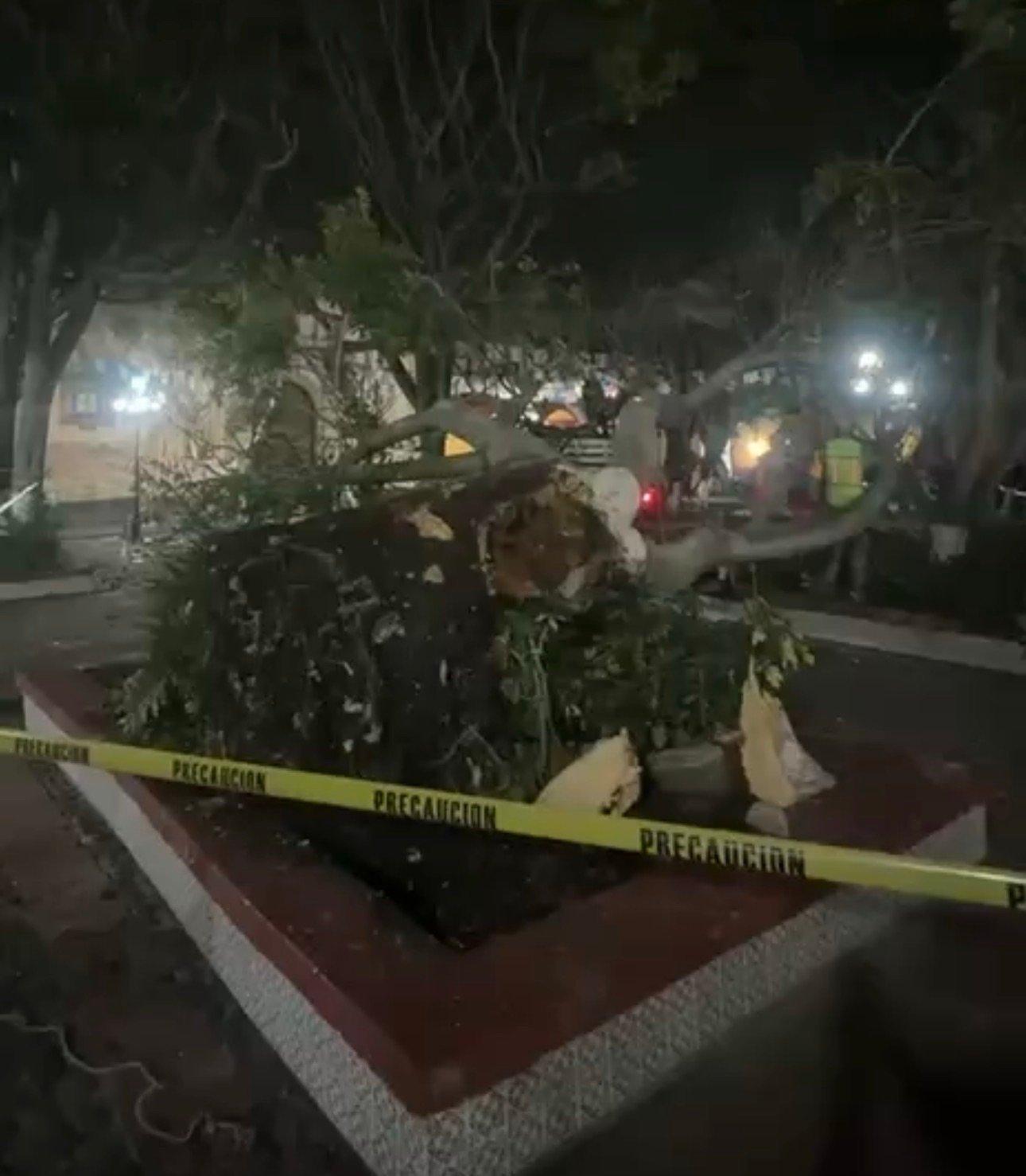 Fuertes vientos derriban árbol de más de 10 metros en el Jardín de El Pueblito