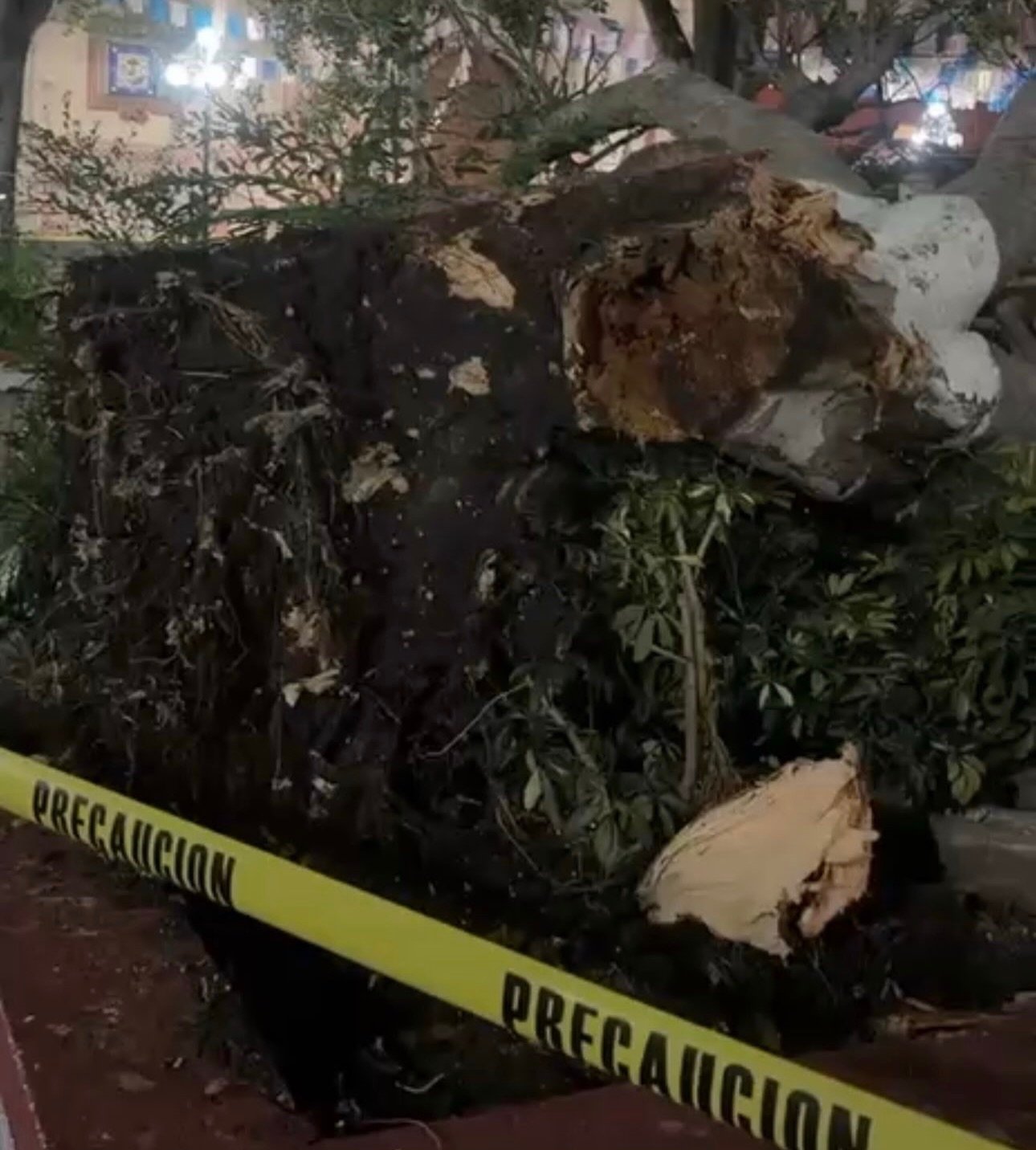 Tormenta golpea a Corregidora; granizo y viento derriban 15 árboles