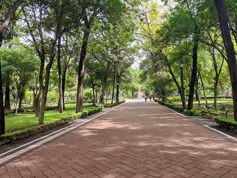 Muérdago afecta a siete de cada diez árboles de la Alameda Hidalgo; Municipio reforzará acciones