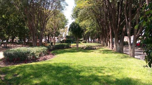 Reponer un árbol en Querétaro puede costar hasta 20 mil pesos por ejemplar