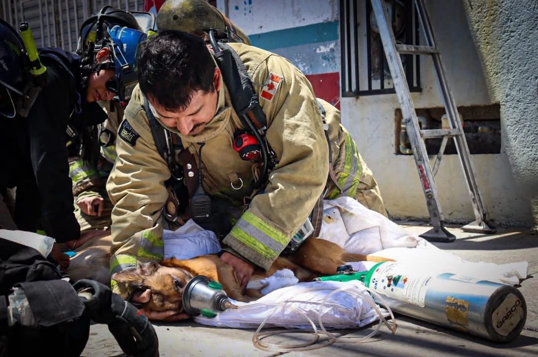 Tres perros no logran sobrevivir a incendio en vivienda de Querétaro