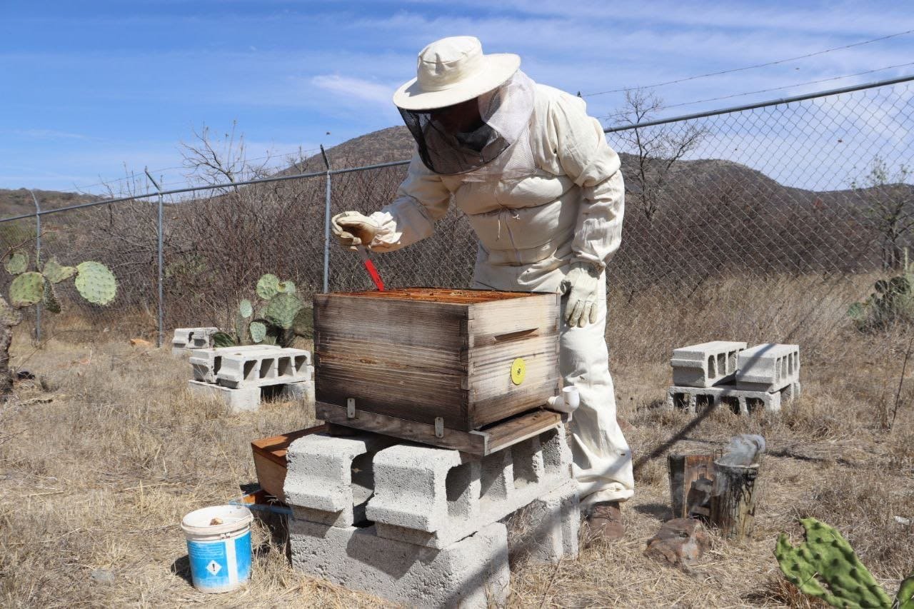 Querétaro le apuesta al rescate de las abejas con apoyos de hasta 500 mil pesos
