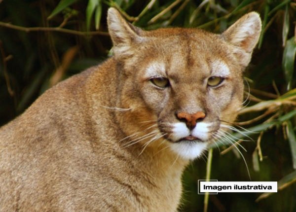 Sin rastro del puma en Landa de Matamoros; Protección Civil mantiene vigilancia