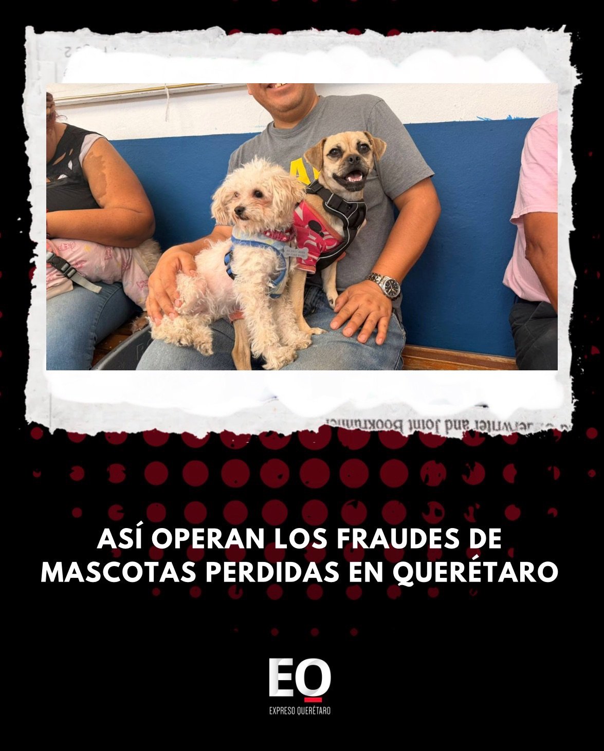 Así operan los fraudes de mascotas perdidas en Querétaro