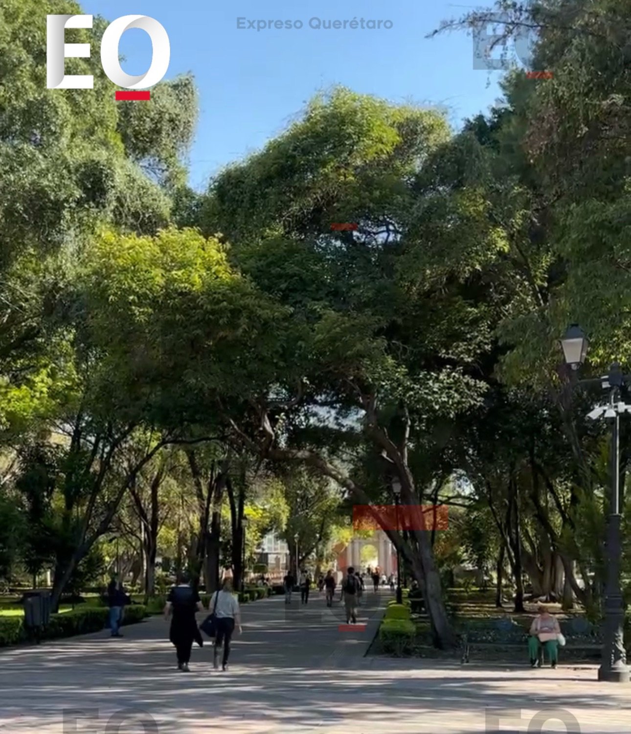 Tras caída mortal en la Alameda, buscan evaluar el arbolado de toda la capital de Querétaro