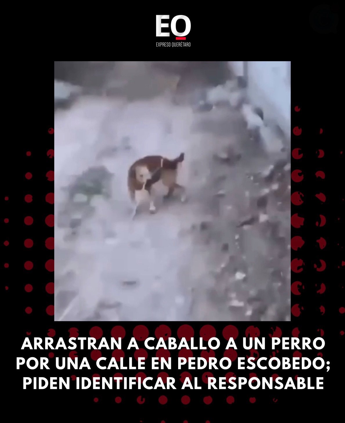 Arrastran a caballo a un perro por una calle en Pedro Escobedo; piden identificar al responsable