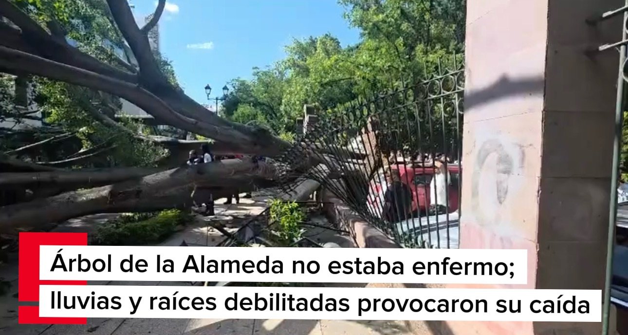 Árbol de la Alameda no estaba enfermo; lluvias y raíces debilitadas provocaron su caída
