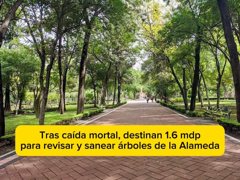 Tras caída mortal, destinan 1.6 mdp para revisar y sanear árboles de la Alameda