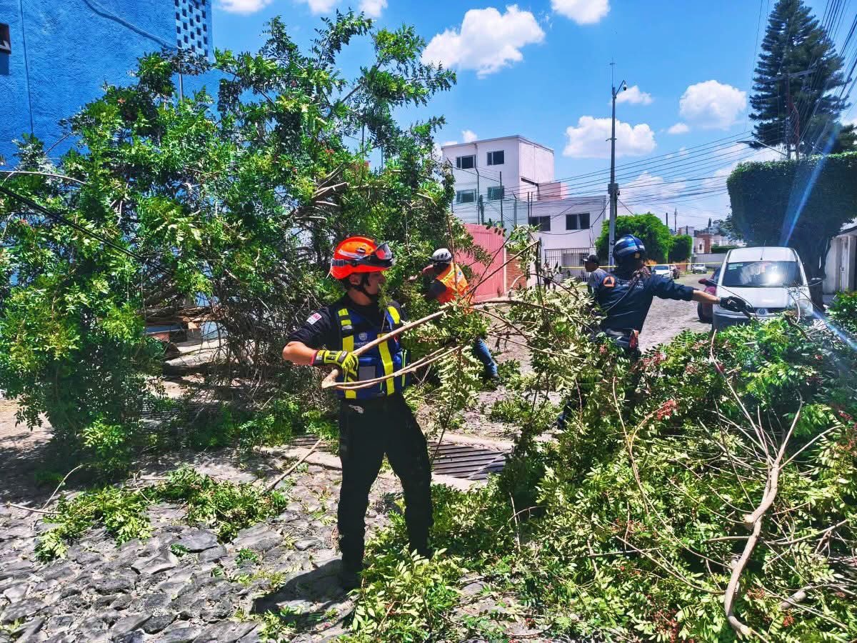 Colapsa árbol y derriba poste de telefonía en Epigmenio González; no se reportan lesionados