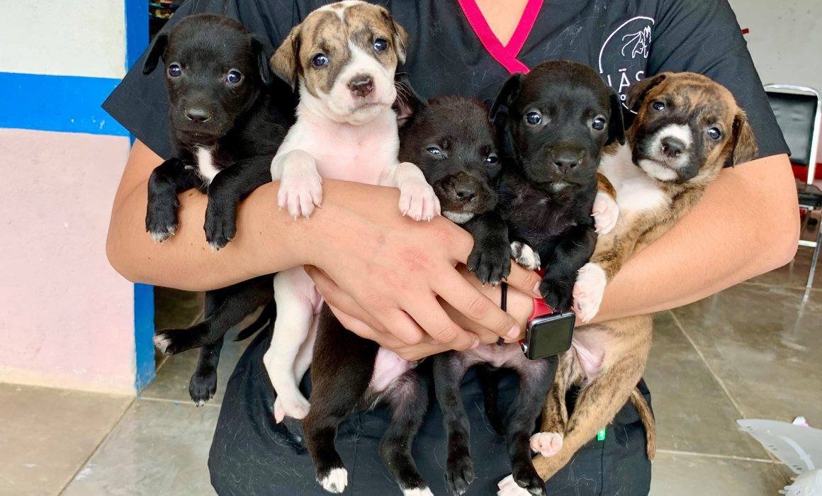 ¿Perro perdido? Municipio de Querétaro dará chips gratis para encontrarlo