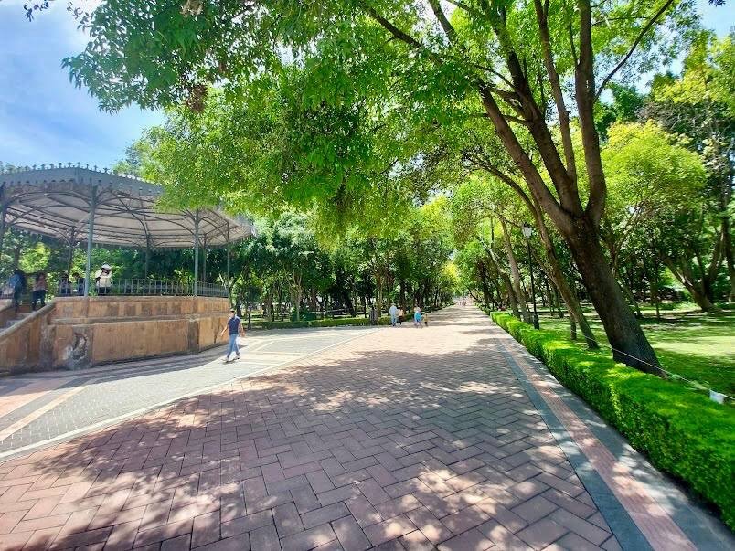 ¿Viste un árbol enfermo? Ya puedes reportarlo desde la app Ciudad Qro