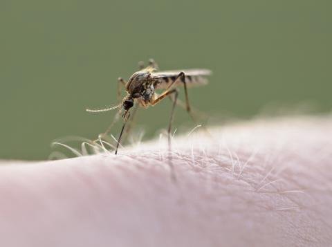 Brigadas retiran 45 toneladas de cacharros ante vigilancia por dengue en Querétaro