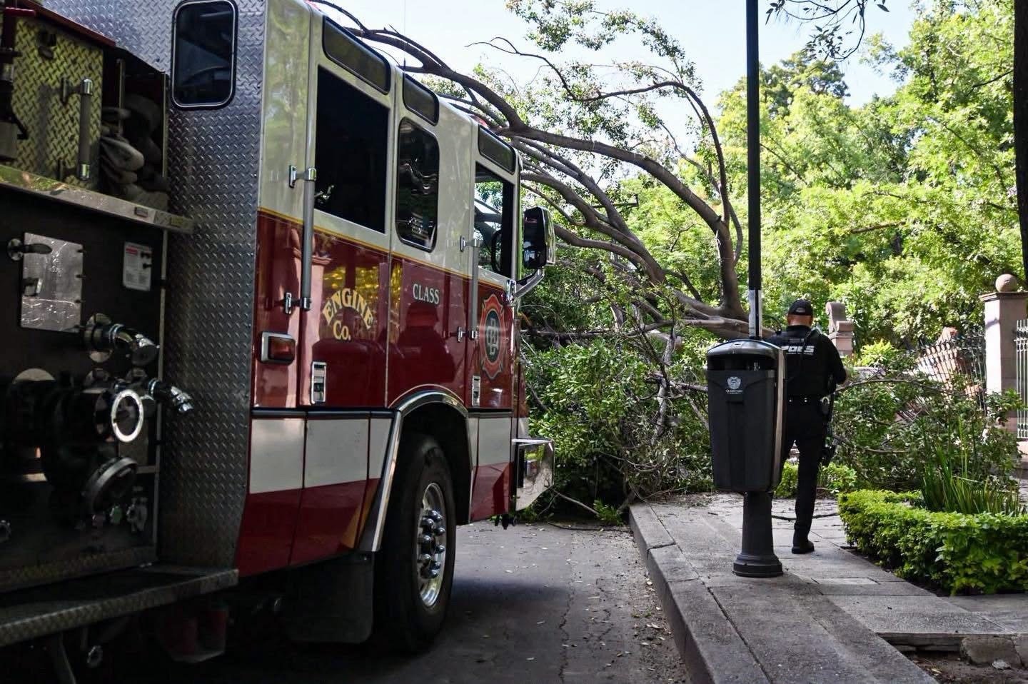 ¿Por qué cayó el árbol? Fiscalía abre investigación por tragedia en la Alameda