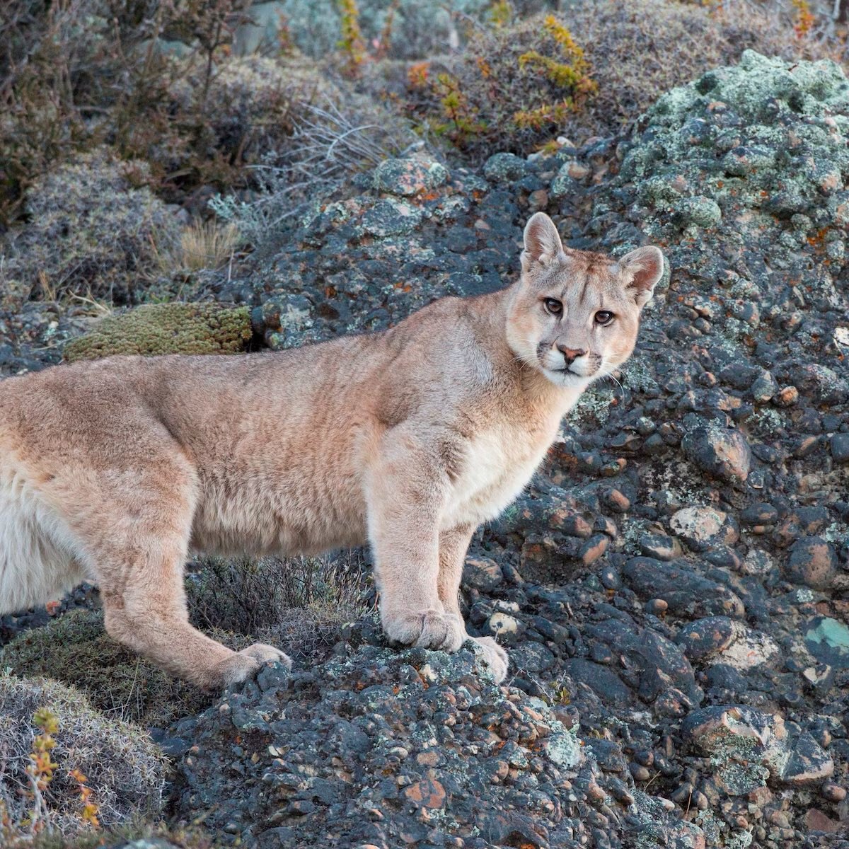 Puma en la Sierra sí, ataques al ganado no están confirmados: SEDEA