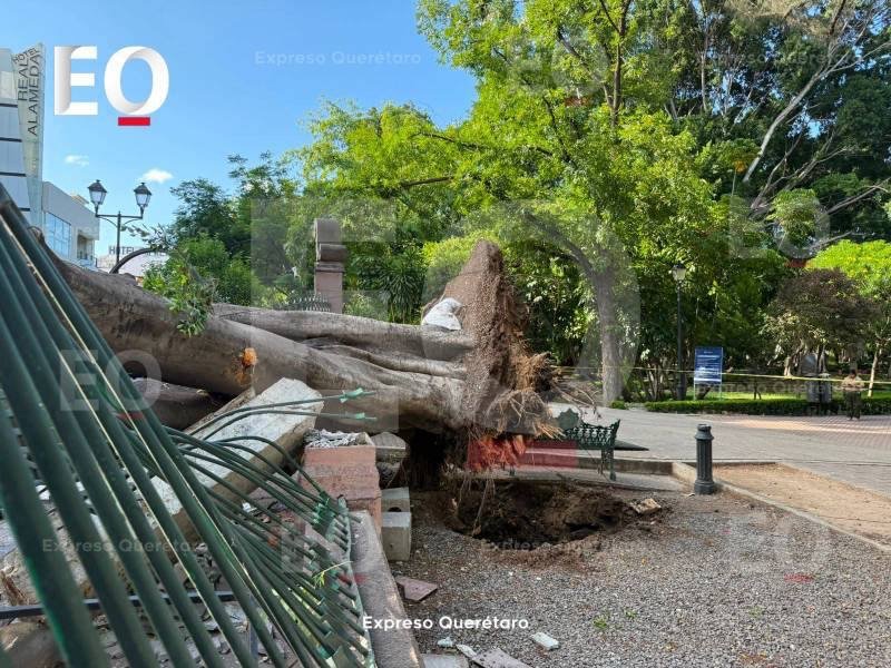 Tras tragedia en la Alameda, Municipio reforzará atención a víctimas y revisión de árboles