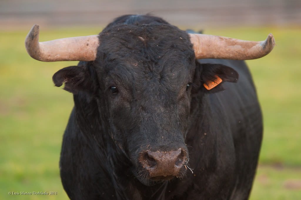 Por estas razones cancelaron la tradicional corrida del 15 de septiembre en Juriquilla