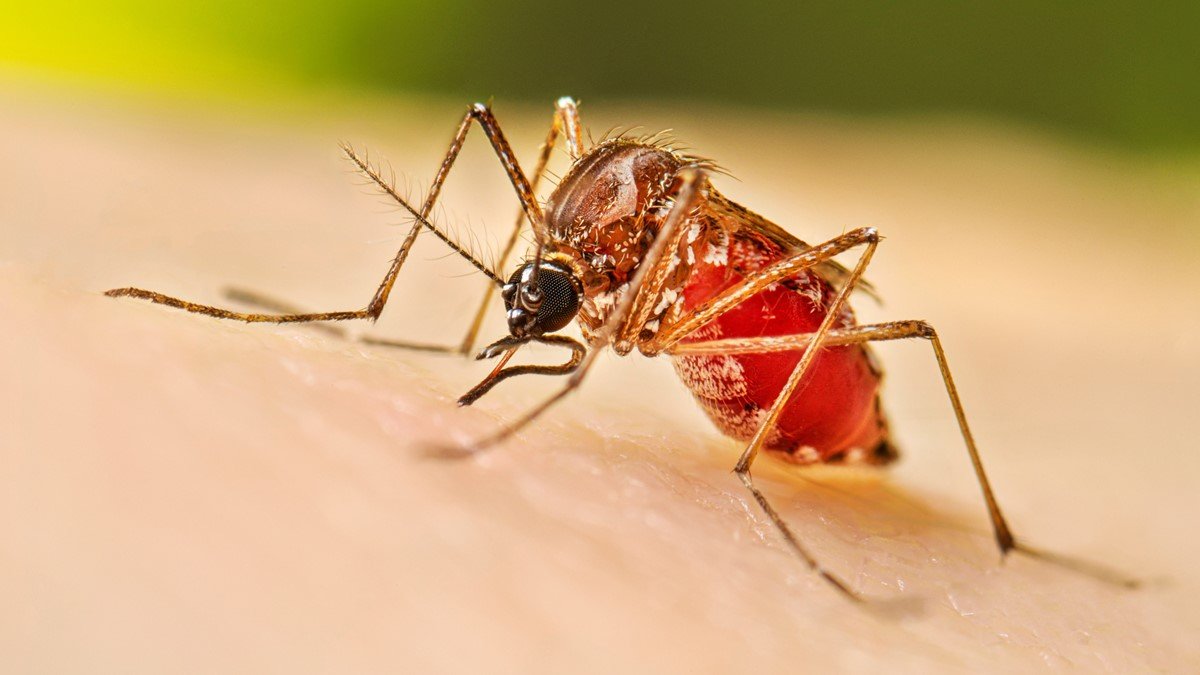 Querétaro mantiene un caso local de dengue y una defunción; SESA refuerza operativos contra el mosquito