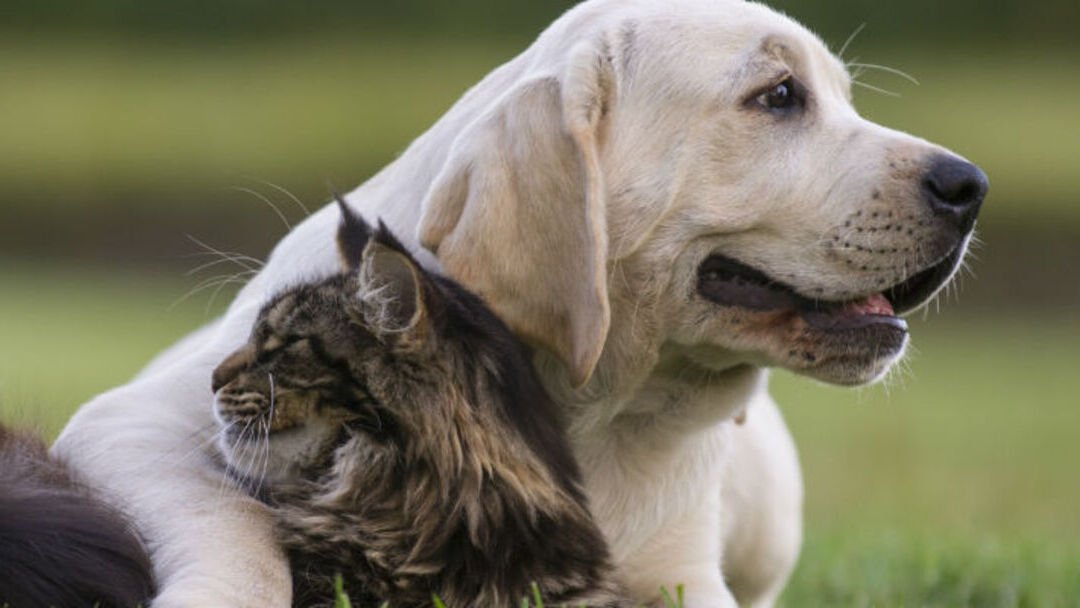 Los primeros 500 ya fueron entregados; Querétaro aún define cuántos tags más dará a mascotas