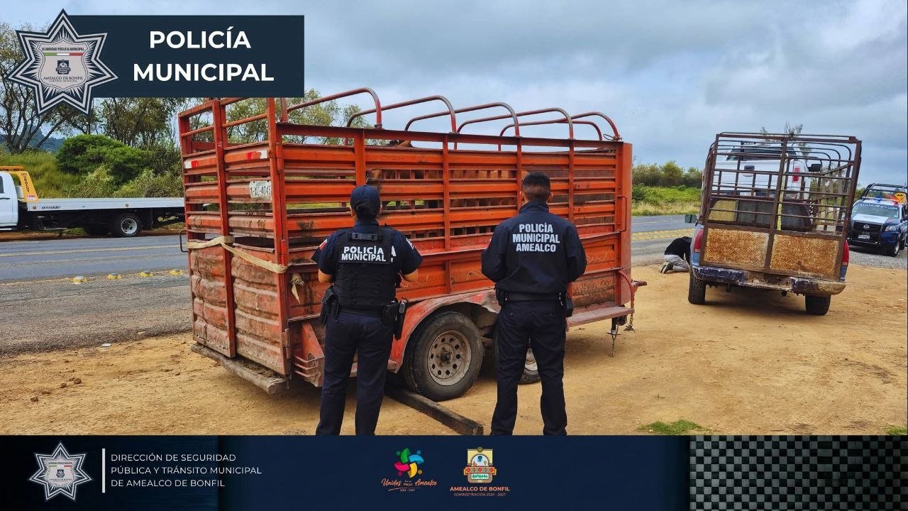 Recuperan en Amealco caballo robado en Estado de México; ya buscan devolverlo a sus dueños