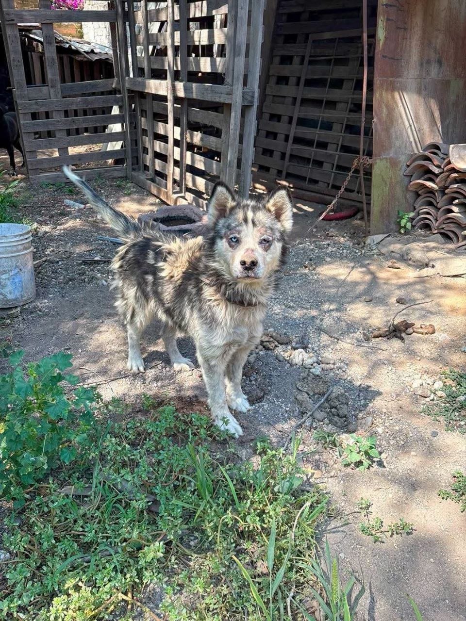 Rescatan a tres perros de un caso de abandono en El Marqués; responsables reciben sanciones