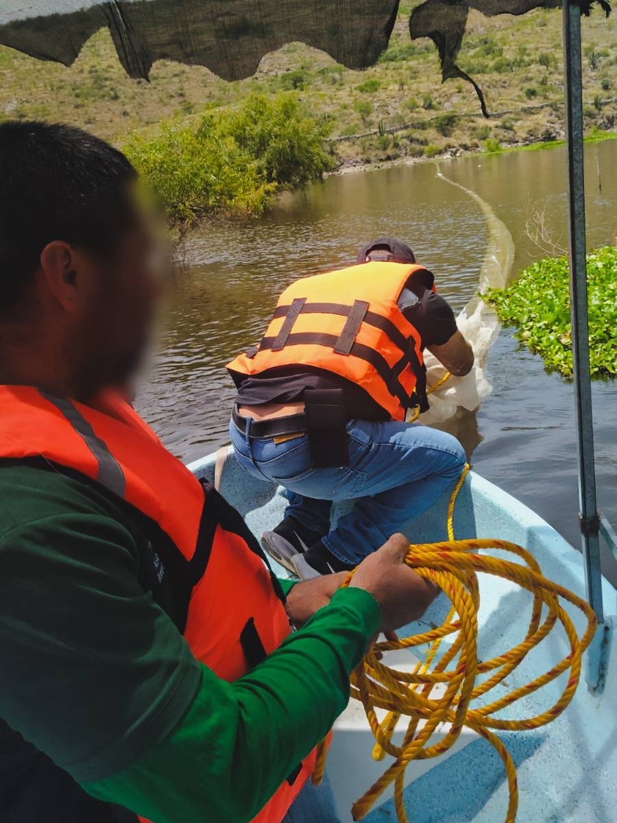 Arranca limpieza de lirio en la presa de La Soledad en Colón