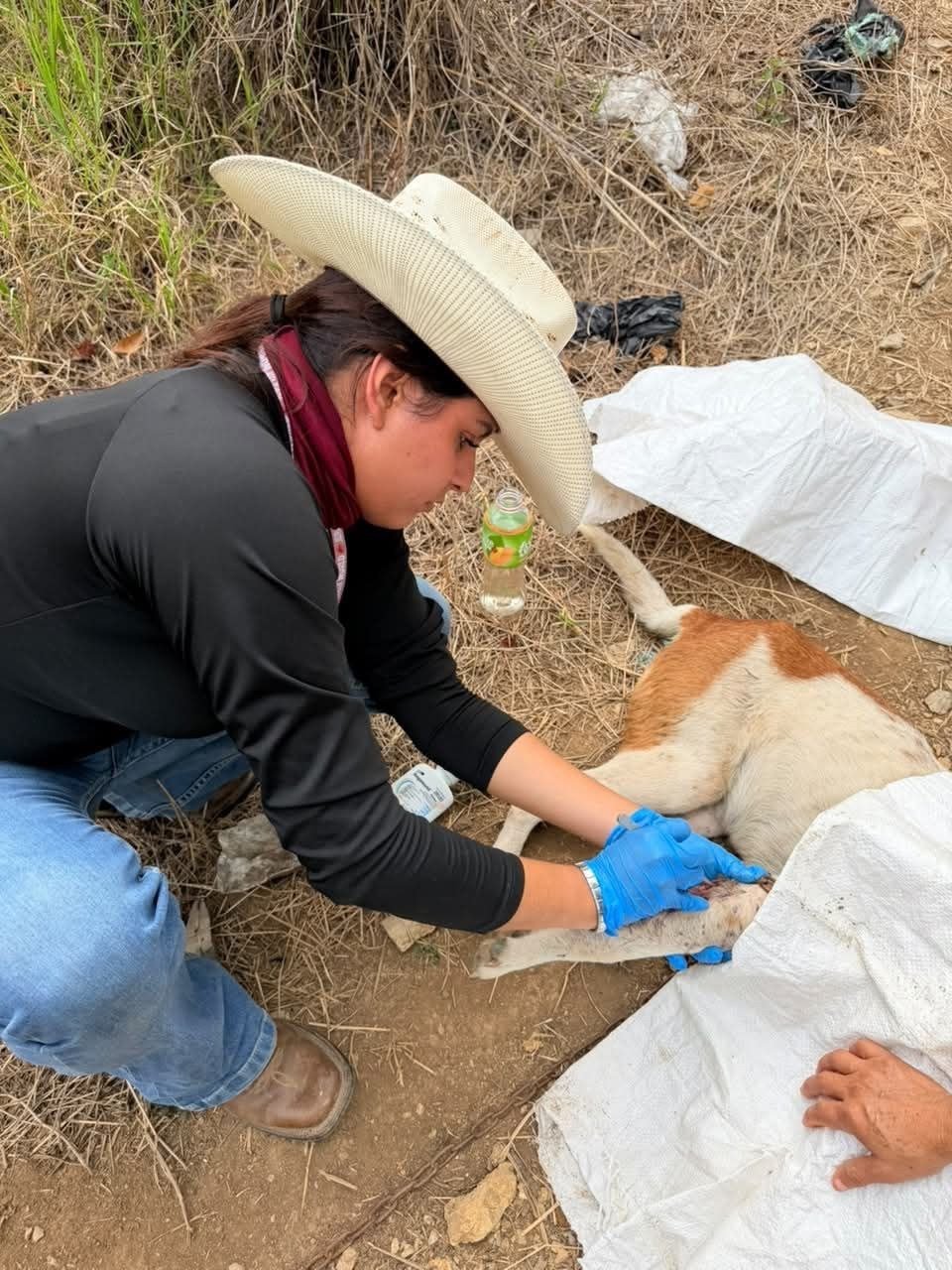 Atienden a perro con gusano barrenador en Pinal de Amoles