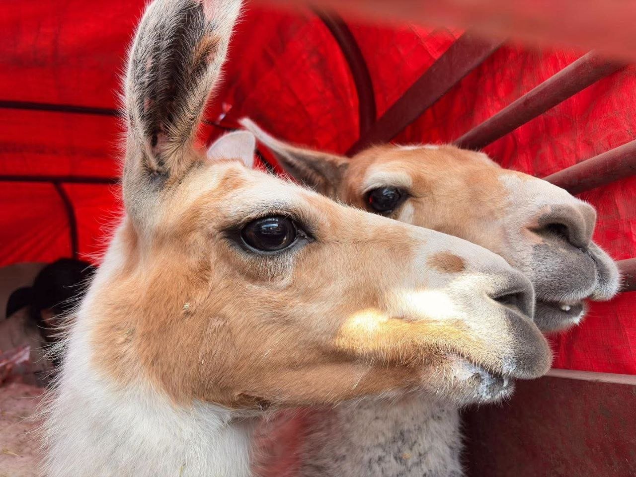 ¿Qué hacían dos llamas en El Marqués? Autoridades las resguardan y trasladan a una UMA