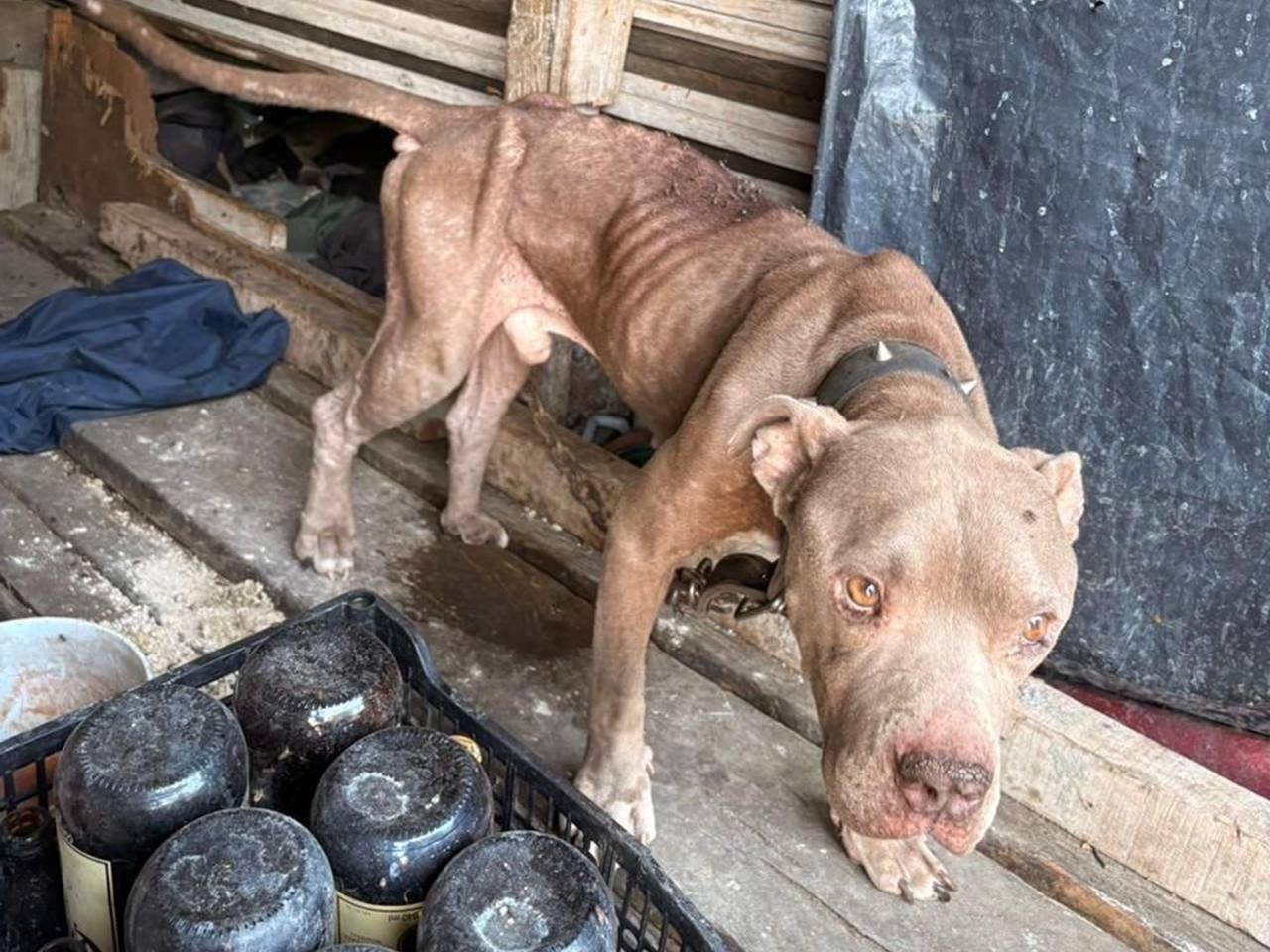Chepe Guerrero propone padrón metropolitano de personas investigadas por maltrato animal