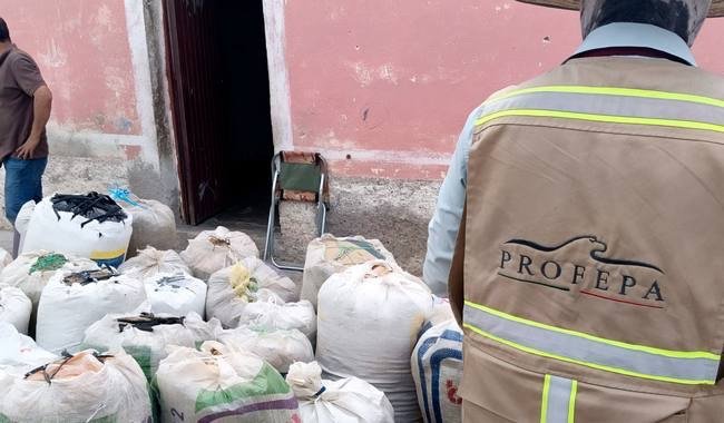 Aseguran más de 600 kilos de damiana y orégano en la Sierra Gorda de Querétaro