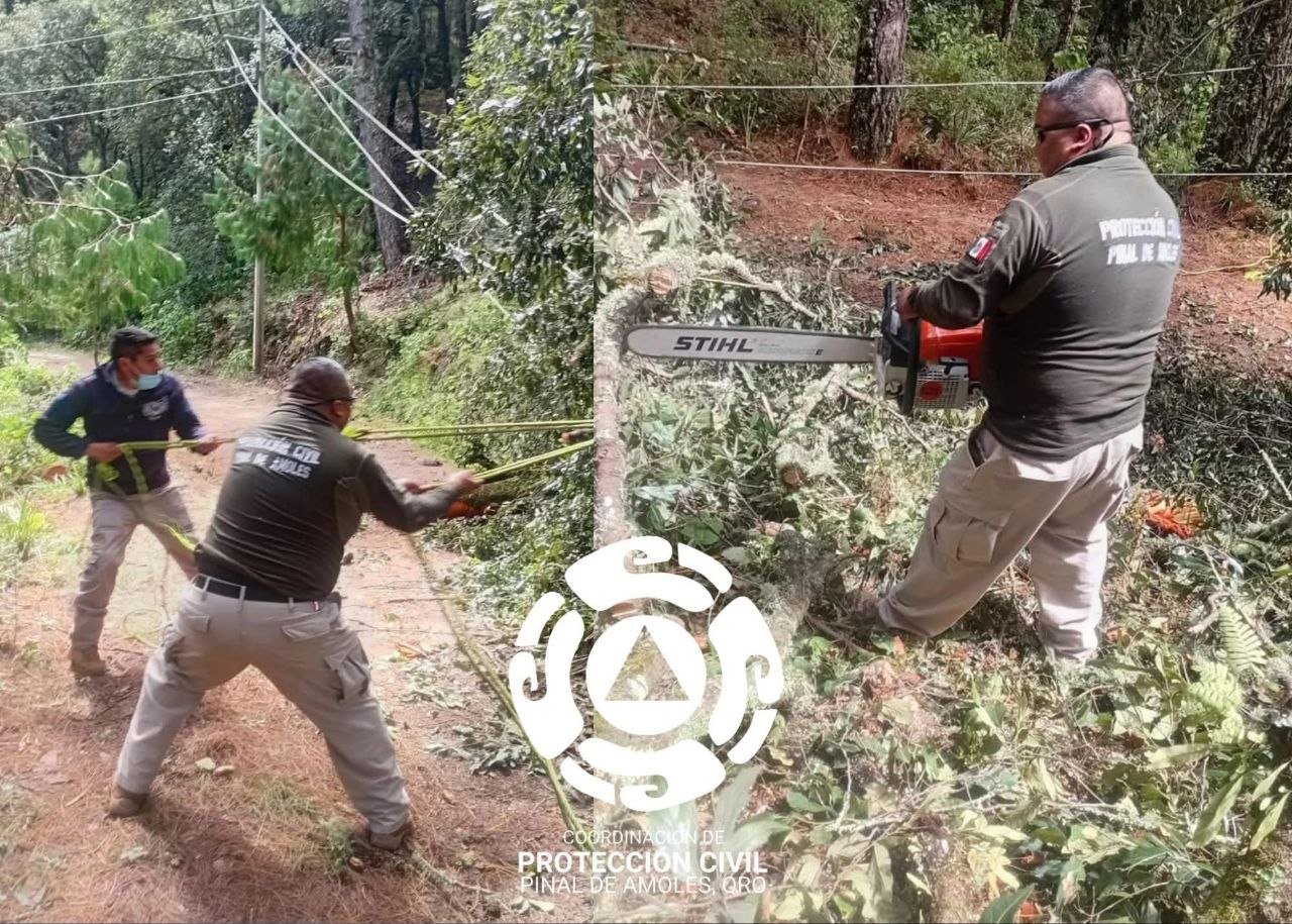 Lluvias provocan caída de árboles en el camino de acceso a Los Pinos, en Pinal de Amoles