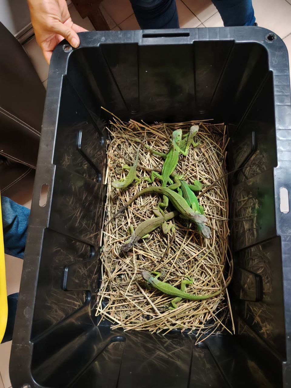 Liberan 17 iguanas verdes que fueron entregadas en Querétaro