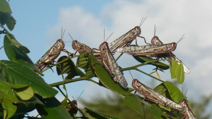 Langostas invaden cultivos en tres municipios de la Sierra Gorda