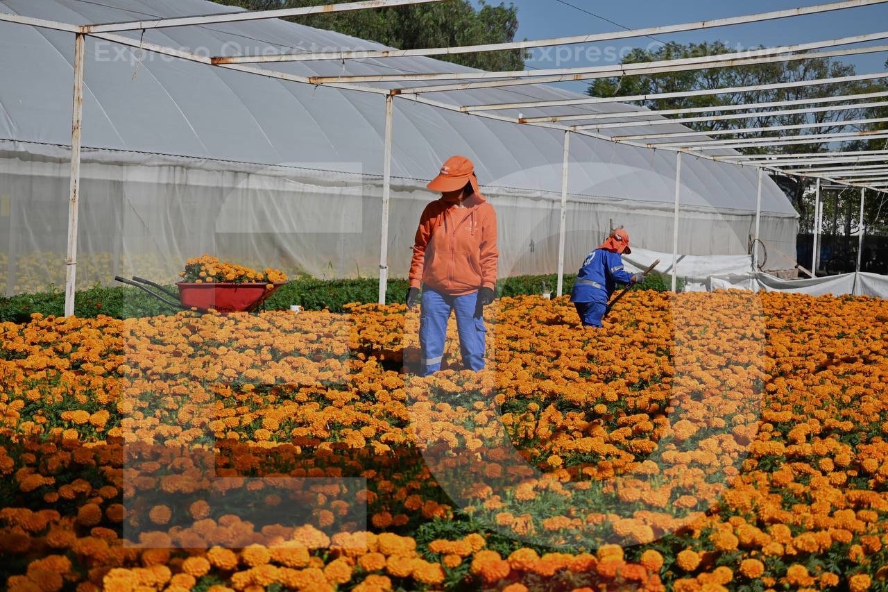 La ciudad se prepara para el día de muertos, plantarán 30 mil cempasúchil en varios puntos de Querétaro