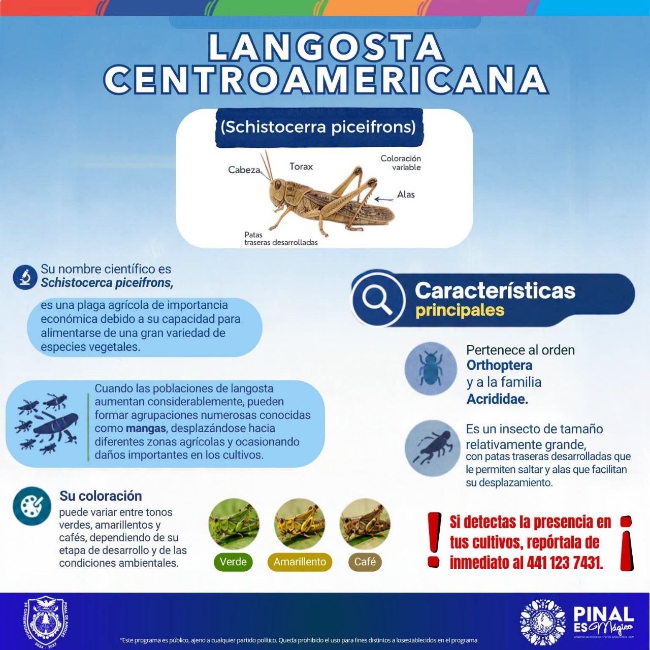 Cosechas en alerta, hay presencia de “langosta centroamericana” insecto invasivo en Pinal de Amoles