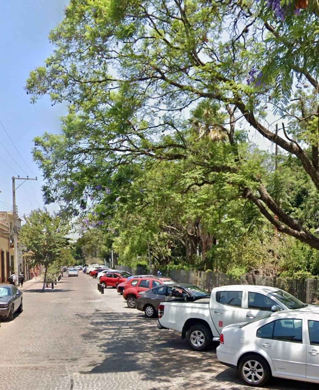 Consiguen ambientalistas cero talas en zona urbana en construcción del tren Mex-Qro